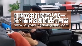 柿树苗的价格多少钱一株?柿树该如何进行育苗?|爱游戏电竞APP(图1) 爱游戏电竞娱乐平台